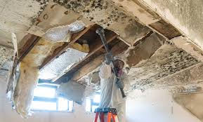 Best Emergency Mold Remediation  in Cresaptown, MD